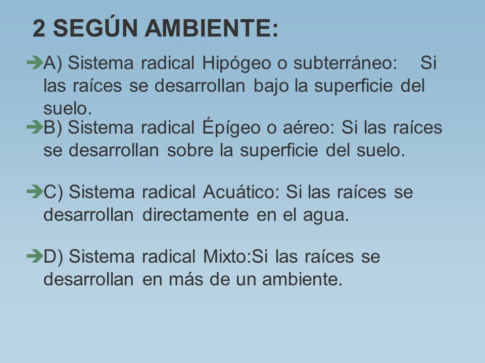 2 SEGÚN AMBIENTE: A) Sistema radical Hipógeo o subterráneo: Si las raíces se desarrollan bajo la superficie del suelo.