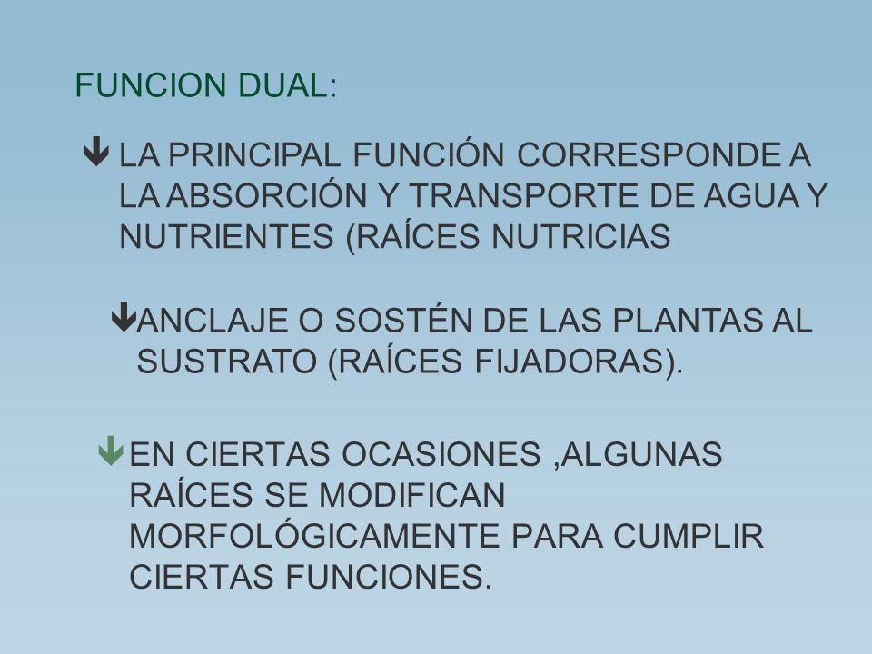 FUNCION DUAL: LA PRINCIPAL FUNCIÓN CORRESPONDE A LA ABSORCIÓN Y TRANSPORTE DE AGUA Y NUTRIENTES (RAÍCES NUTRICIAS.