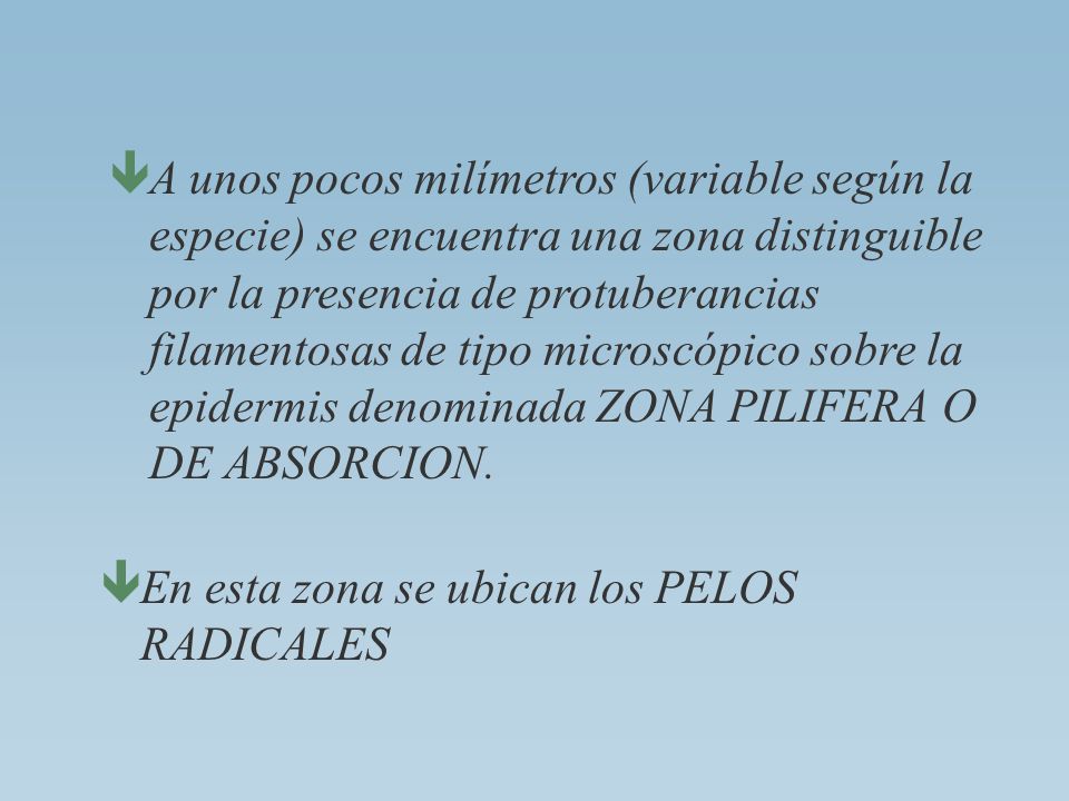 A unos pocos milímetros (variable según la especie) se encuentra una zona distinguible por la presencia de protuberancias filamentosas de tipo microscópico sobre la epidermis denominada ZONA PILIFERA O DE ABSORCION.