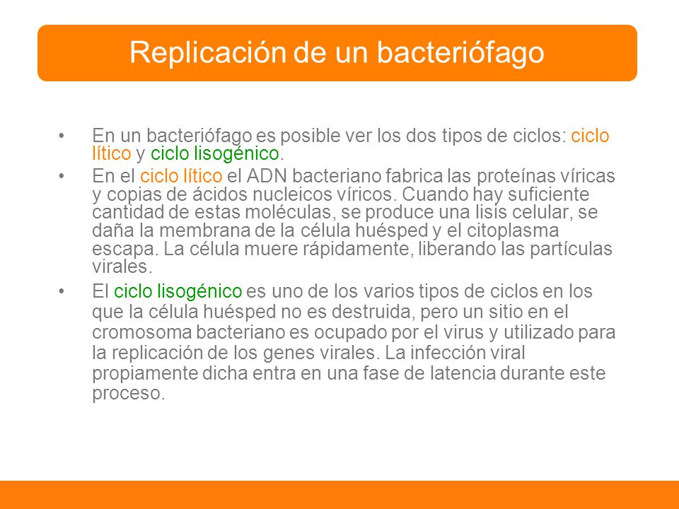 Replicación de un bacteriófago