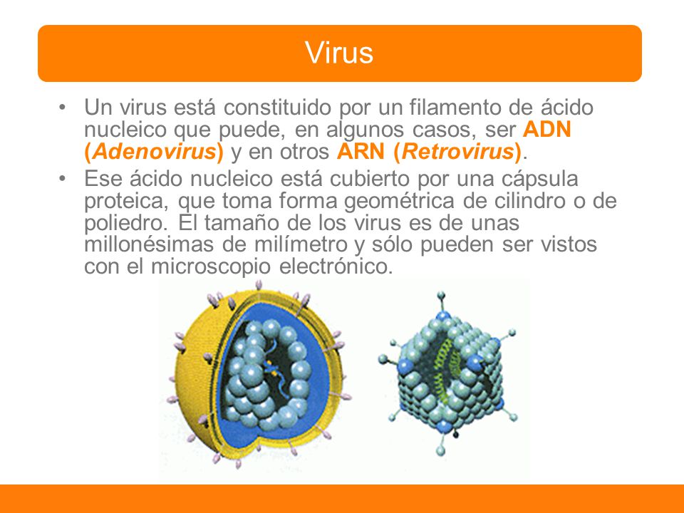 Virus Un virus está constituido por un filamento de ácido nucleico que puede, en algunos casos, ser ADN (Adenovirus) y en otros ARN (Retrovirus).