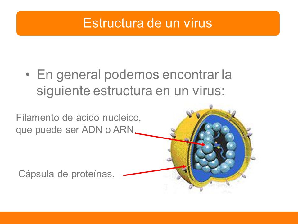 En general podemos encontrar la siguiente estructura en un virus: