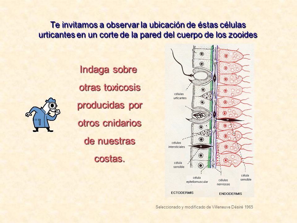 Te invitamos a observar la ubicación de éstas células urticantes en un corte de la pared del cuerpo de los zooides
