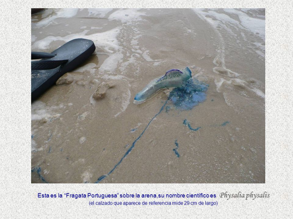 Esta es la Fragata Portuguesa sobre la arena,su nombre científico es Physalia physalis (el calzado que aparece de referencia mide 29 cm de largo)