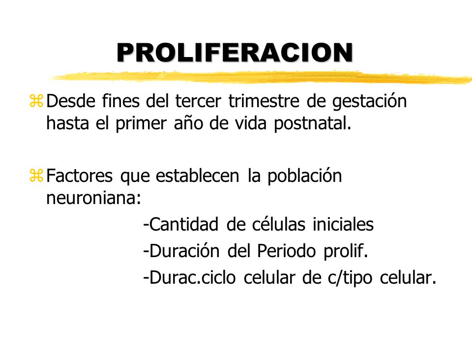 PROLIFERACION Desde fines del tercer trimestre de gestación hasta el primer año de vida postnatal. Factores que establecen la población neuroniana: