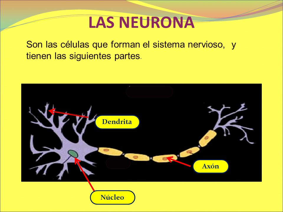 LAS NEURONA Son las células que forman el sistema nervioso, y tienen las siguientes partes. Dendrita.