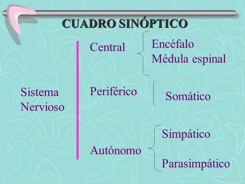 CUADRO SINÓPTICO Encéfalo. Médula espinal. Central. Periférico. Autónomo. Sistema. Nervioso. Somático.
