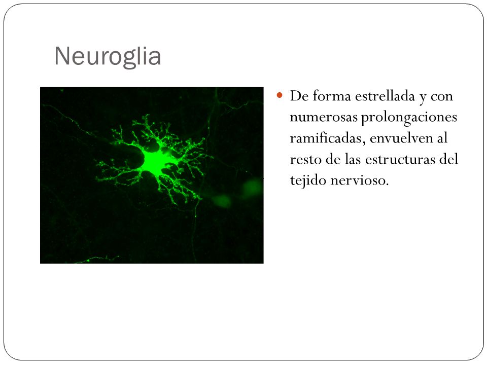 Neuroglia De forma estrellada y con numerosas prolongaciones ramificadas, envuelven al resto de las estructuras del tejido nervioso.