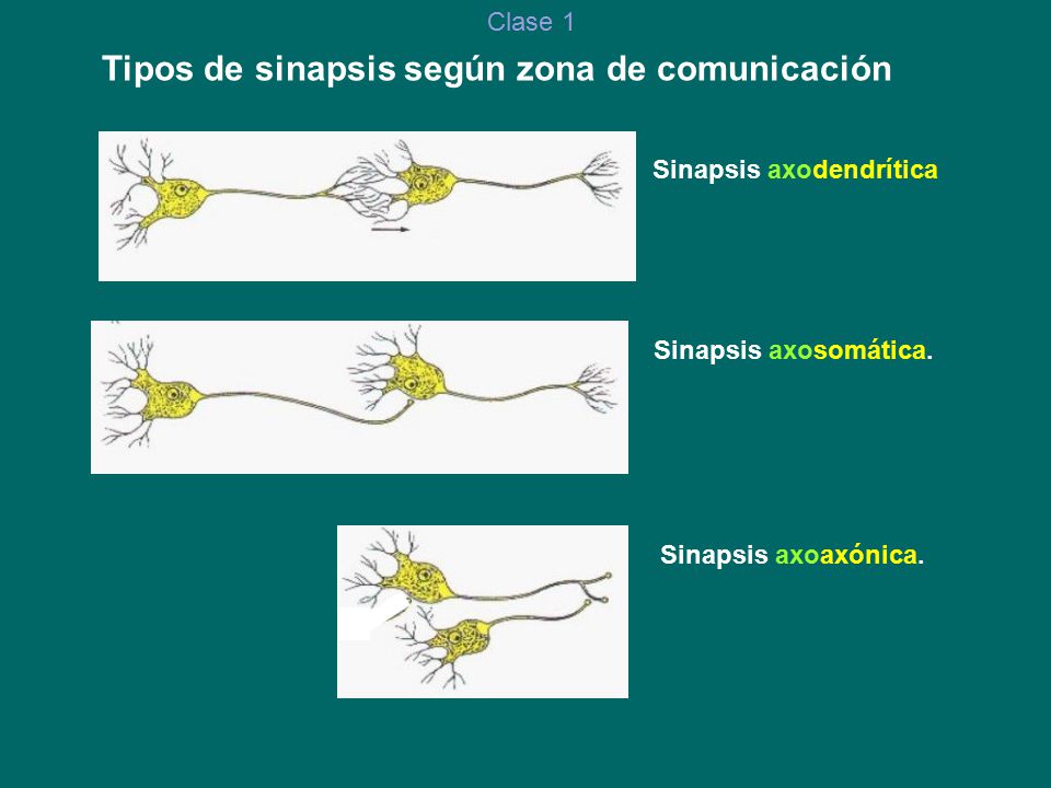 Tipos de sinapsis según zona de comunicación Sinapsis axodendrítica
