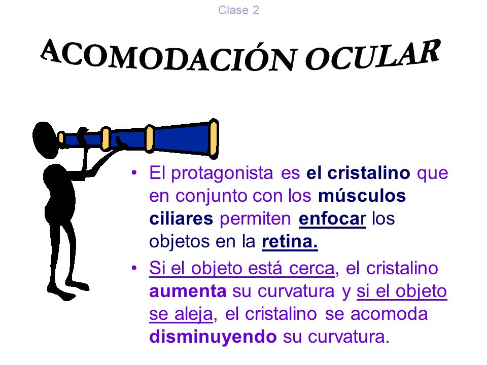 Clase 2 ACOMODACIÓN OCULAR. El protagonista es el cristalino que en conjunto con los músculos ciliares permiten enfocar los objetos en la retina.