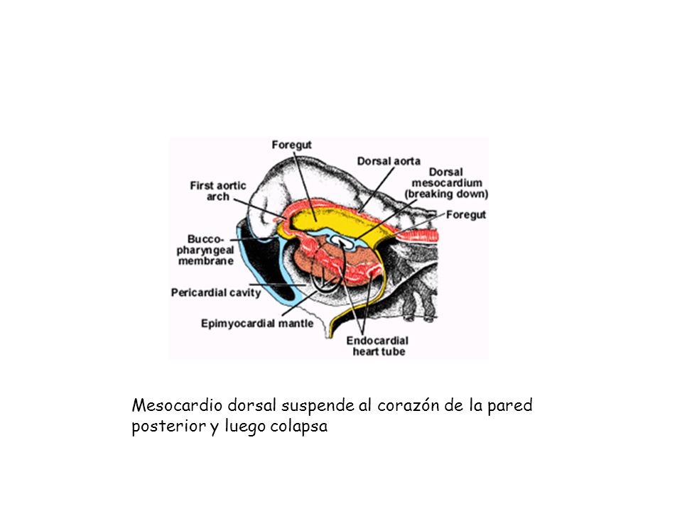 Mesocardio dorsal suspende al corazón de la pared