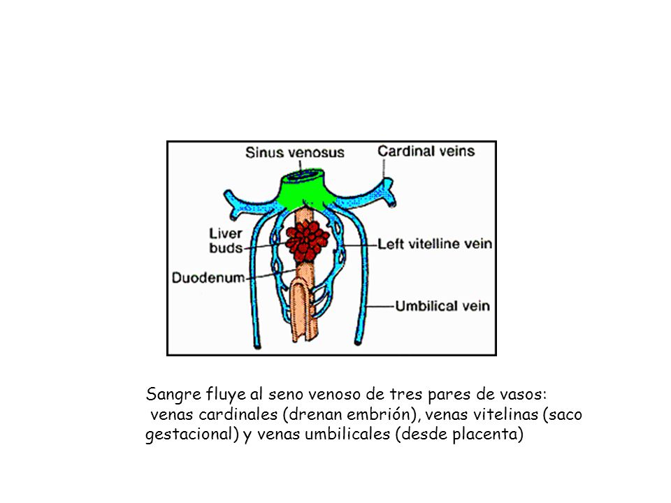 Sangre fluye al seno venoso de tres pares de vasos: