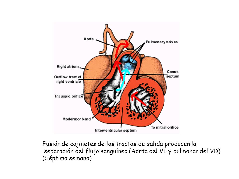 Fusión de cojinetes de los tractos de salida producen la
