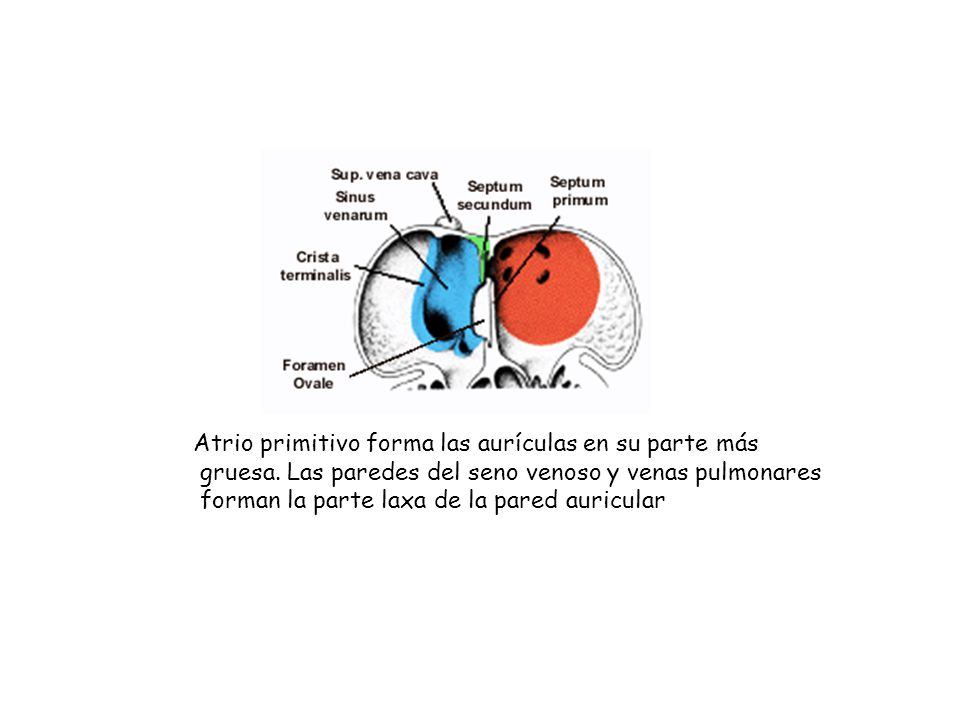 Atrio primitivo forma las aurículas en su parte más