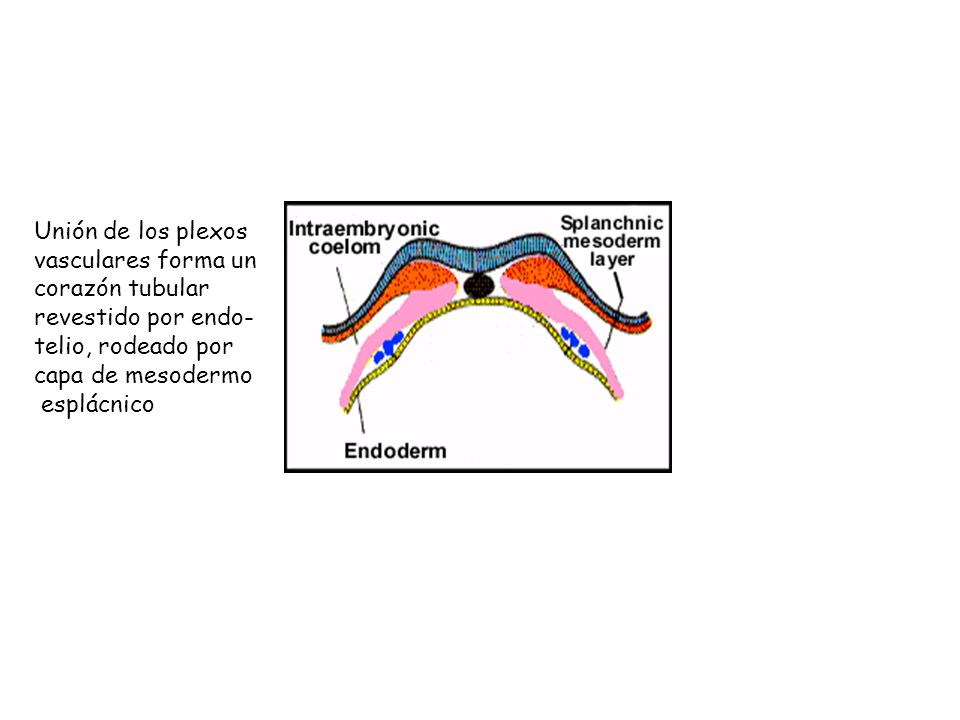 Unión de los plexos vasculares forma un. corazón tubular. revestido por endo- telio, rodeado por.