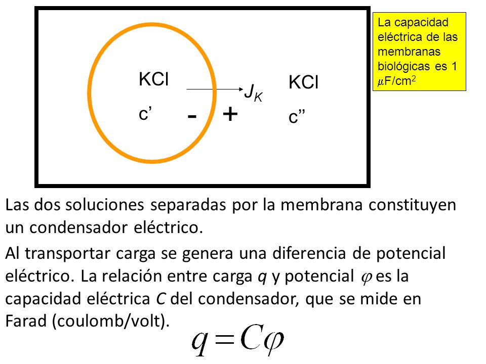 JK La capacidad eléctrica de las membranas biológicas es 1 F/cm2. KCl. c’ KCl. c’’ - +