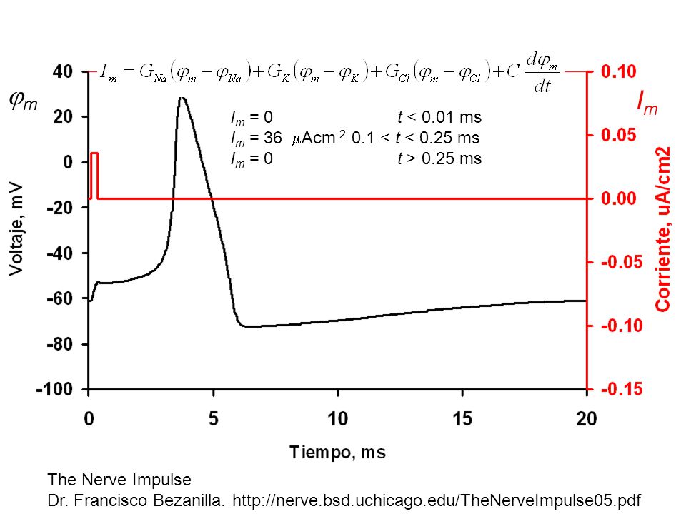 m Im. Im = 0 t < 0.01 ms Im = 36 Acm < t < 0.25 ms Im = 0 t > 0.25 ms.