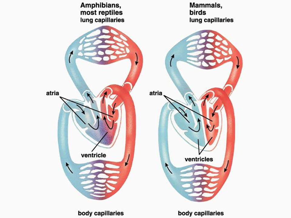 Figure: 27.2 Title: The evolution of the vertebrate heart. Caption: