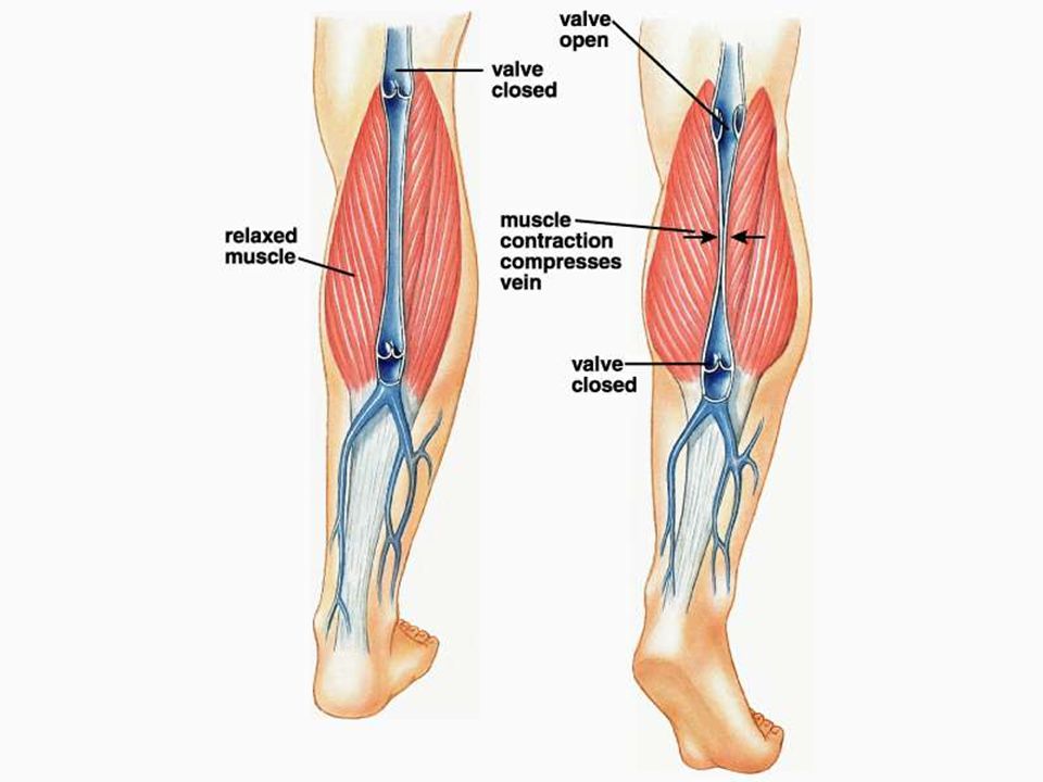 Figure: Title: Valves direct the flow of blood in veins. Caption: