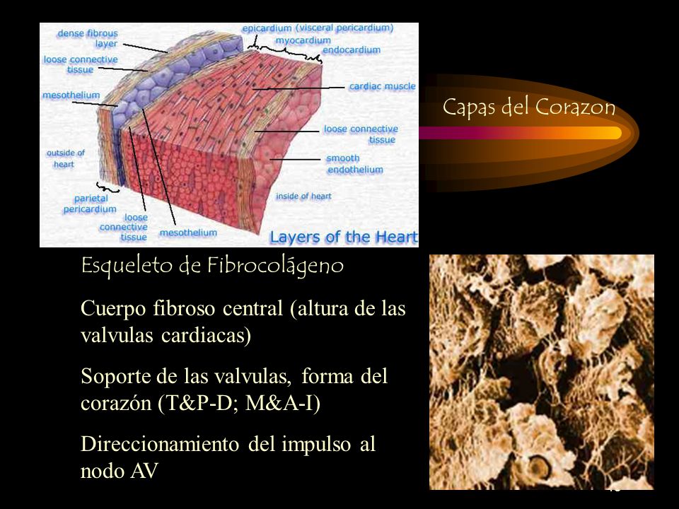 Capas del Corazon Esqueleto de Fibrocolágeno. Cuerpo fibroso central (altura de las valvulas cardiacas)