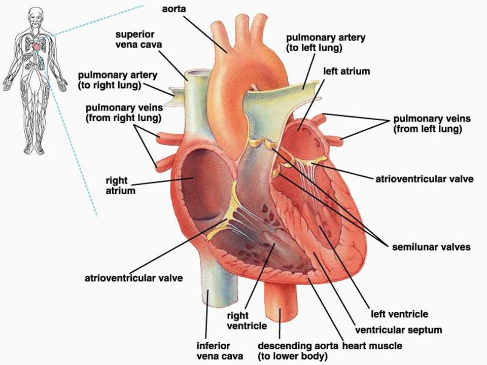 Figure: 27.3 Title: The human heart and its valves and vessels. Caption: