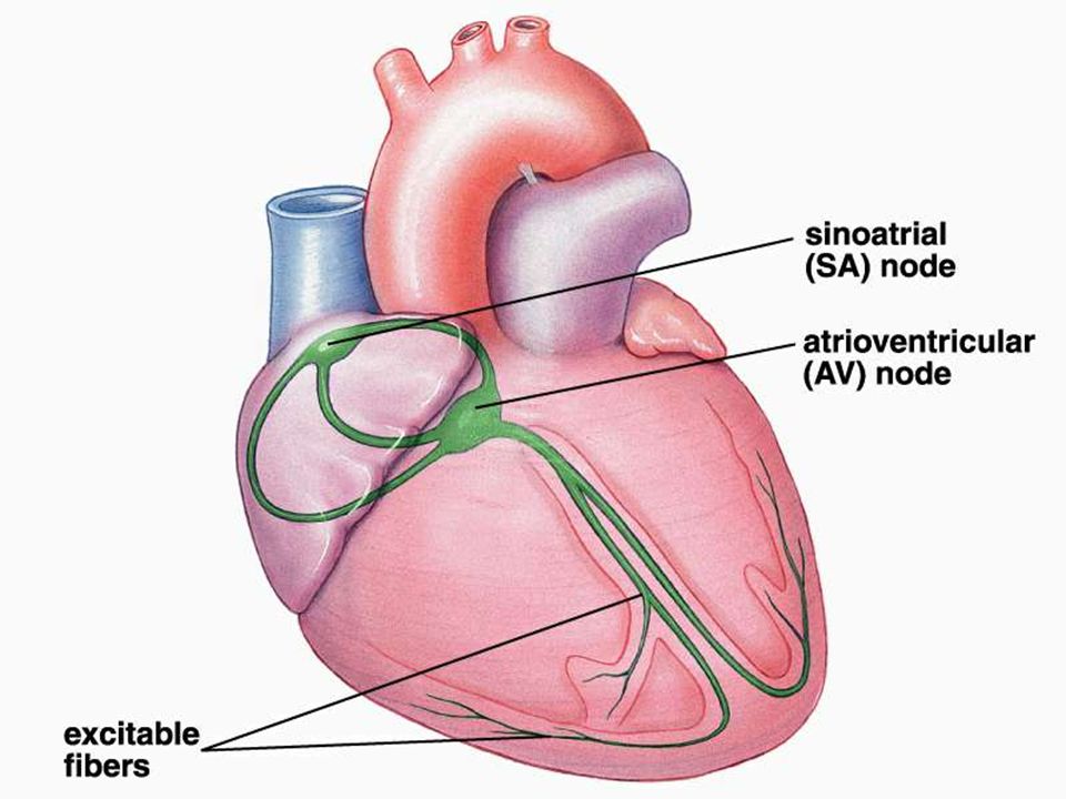 Figure: 27.7 Title: The heart’s pacemaker and its connections. Caption: