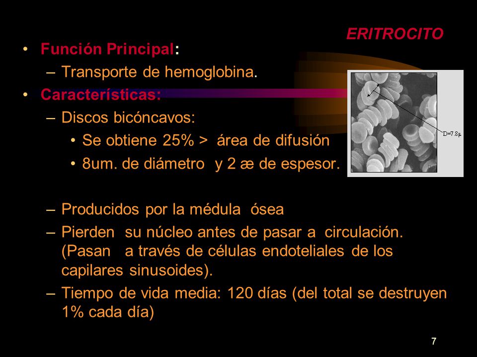 ERITROCITO Función Principal: Transporte de hemoglobina. Características: Discos bicóncavos: Se obtiene 25% > área de difusión.