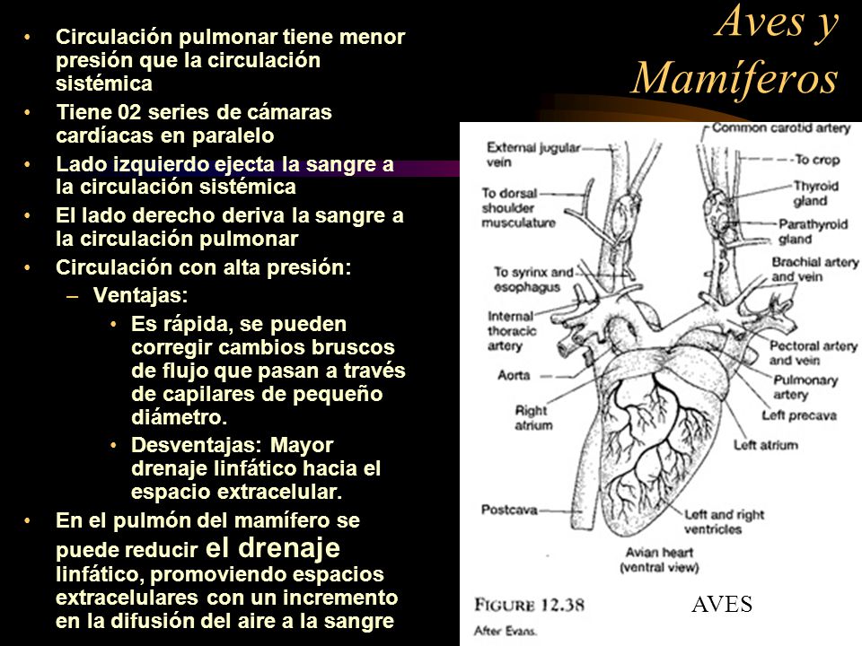 Aves y Mamíferos Circulación pulmonar tiene menor presión que la circulación sistémica. Tiene 02 series de cámaras cardíacas en paralelo.