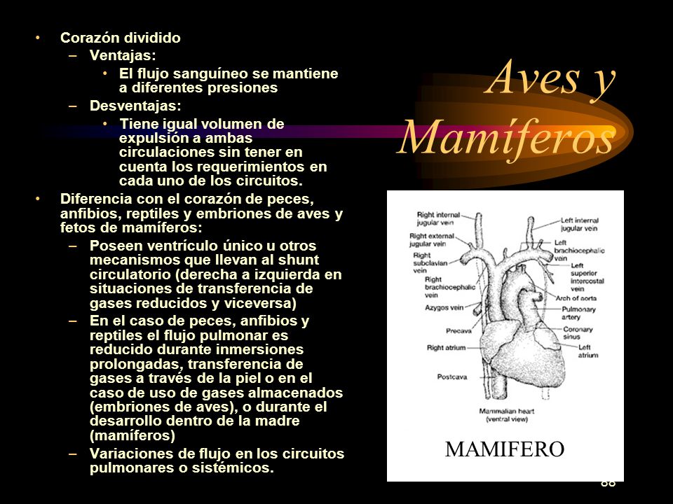 Aves y Mamíferos MAMIFERO Corazón dividido Ventajas: