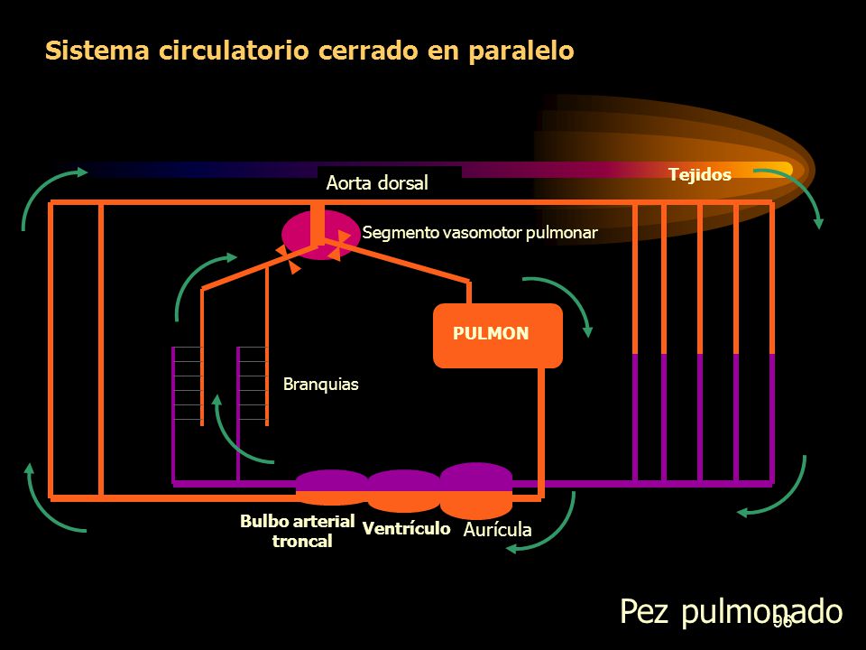 Pez pulmonado Sistema circulatorio cerrado en paralelo Aorta dorsal