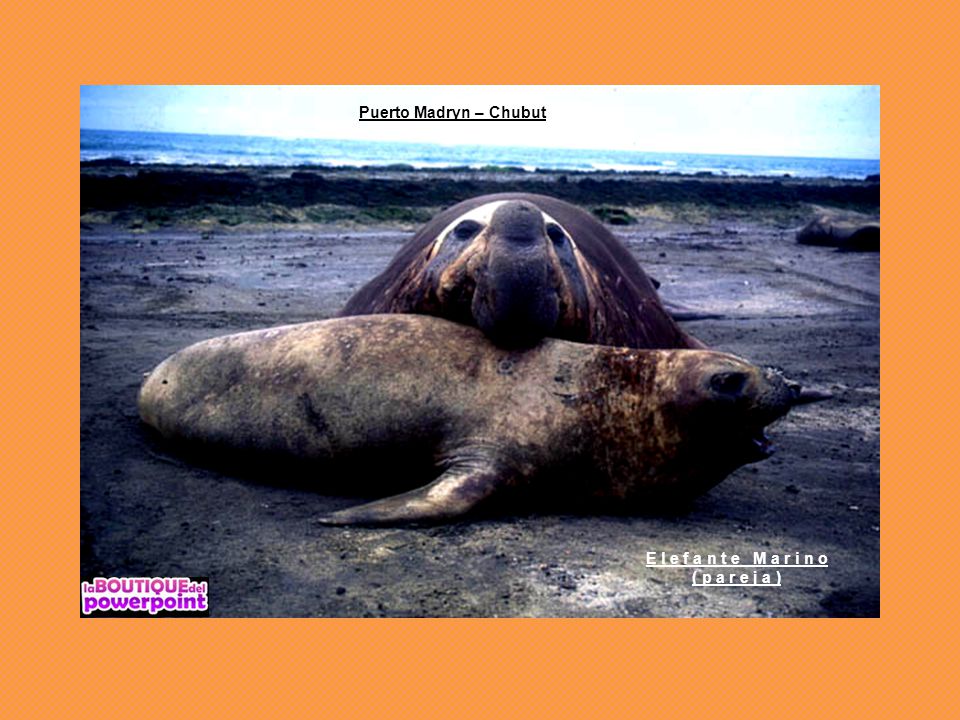 Puerto Madryn – Chubut E l e f a n t e M a r i n o ( p a r e j a )