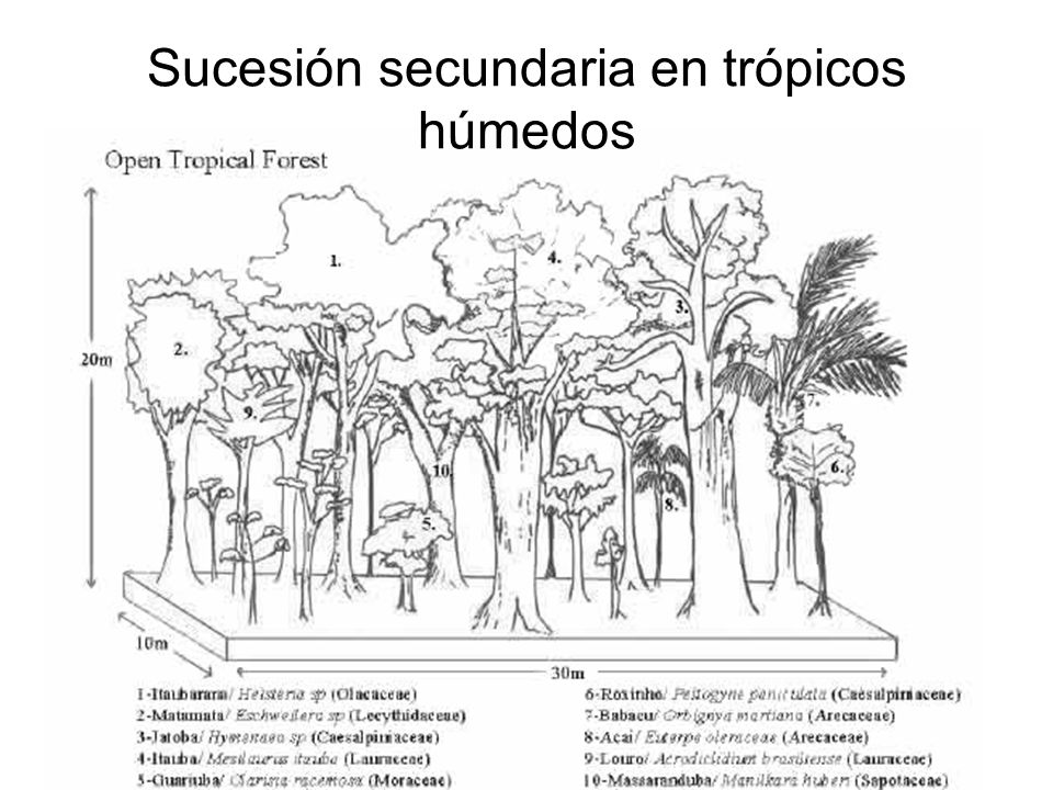 Sucesión secundaria en trópicos húmedos