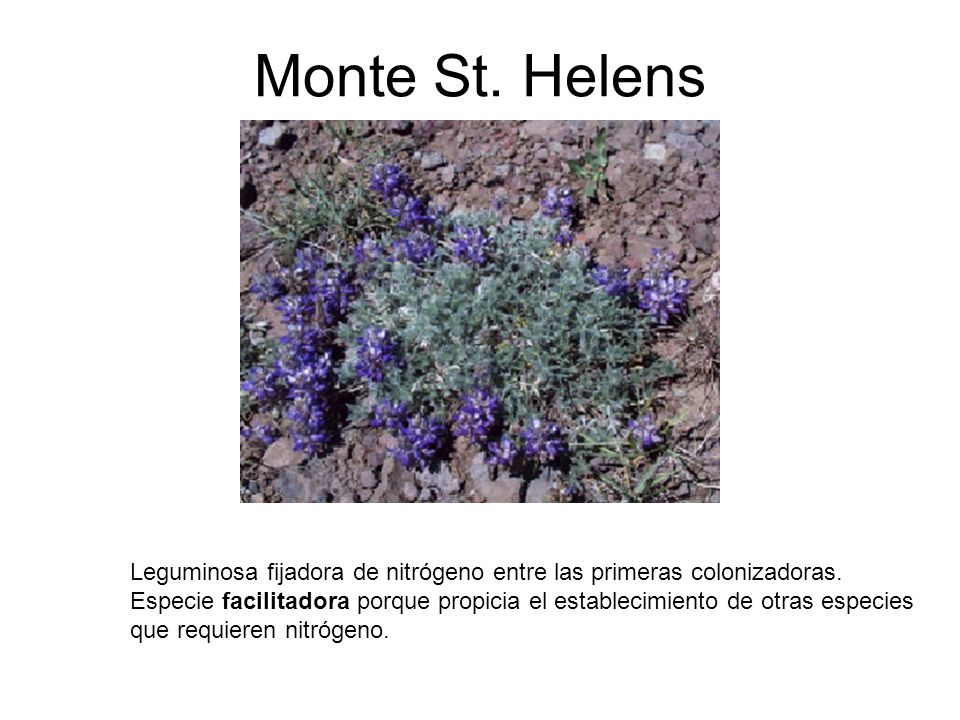 Monte St. Helens Leguminosa fijadora de nitrógeno entre las primeras colonizadoras.