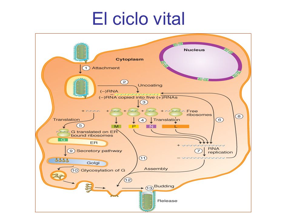 El ciclo vital Rabies surface glycoprotein shares sequence homology to snake neurotoxins. Attachment—binds to nicotinic acetylcholine receptors.