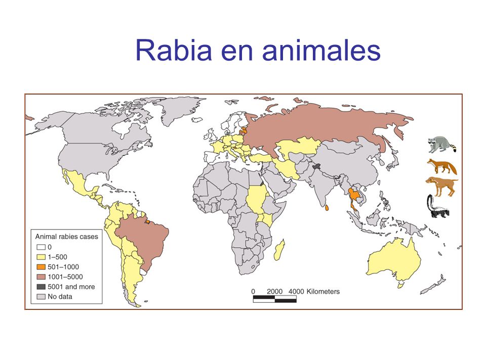 Rabia en animales Rabies also known as hydrophobia (fear of water)