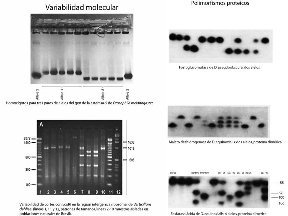 Polimorfismo proteico (alozímico) Electroforesis de proteínas en gel (Lewontin & Hubby 1966; Harris 1966)