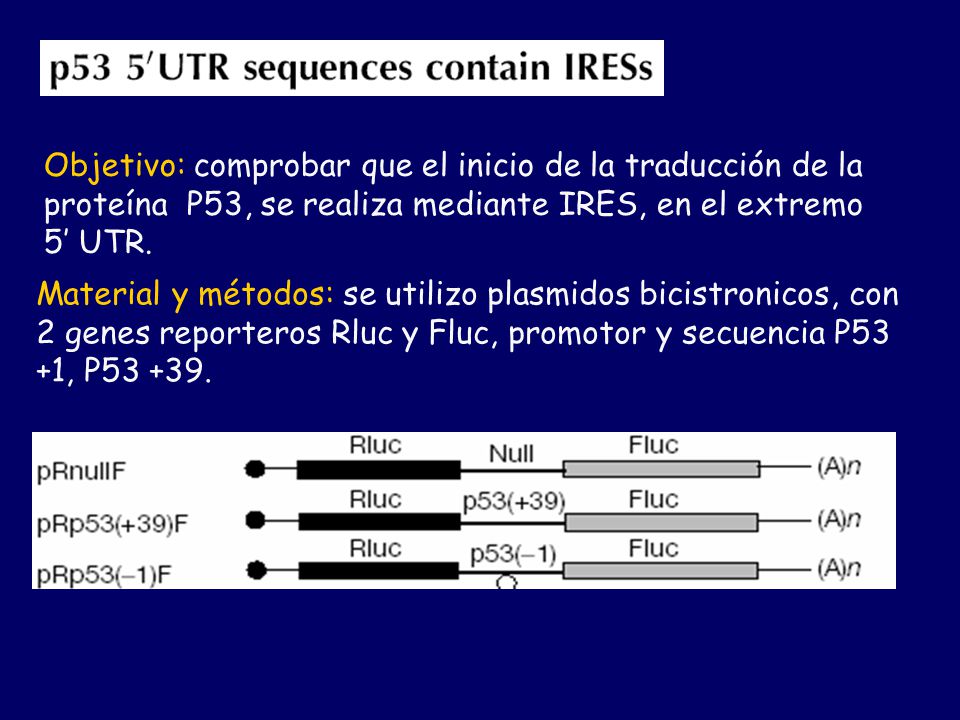 Objetivo: comprobar que el inicio de la traducción de la proteína P53, se realiza mediante IRES, en el extremo 5’ UTR.