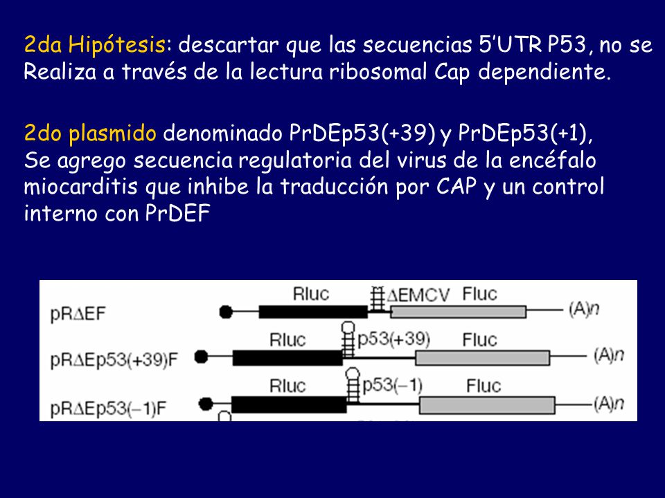 2da Hipótesis: descartar que las secuencias 5’UTR P53, no se