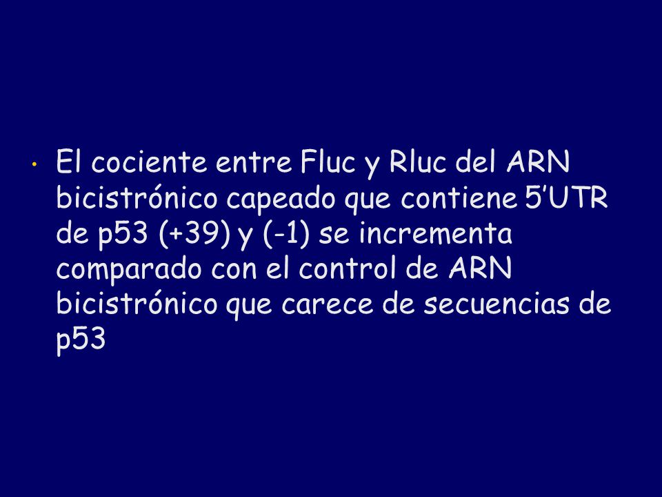 El cociente entre Fluc y Rluc del ARN bicistrónico capeado que contiene 5’UTR de p53 (+39) y (-1) se incrementa comparado con el control de ARN bicistrónico que carece de secuencias de p53