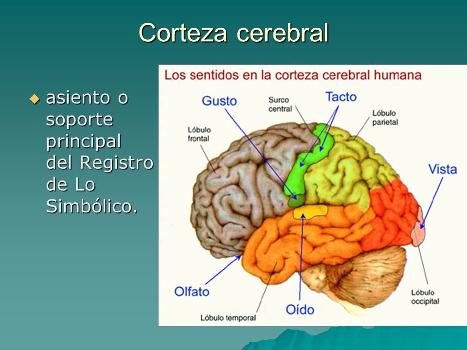 Corteza cerebral asiento o soporte principal del Registro de Lo Simbólico.