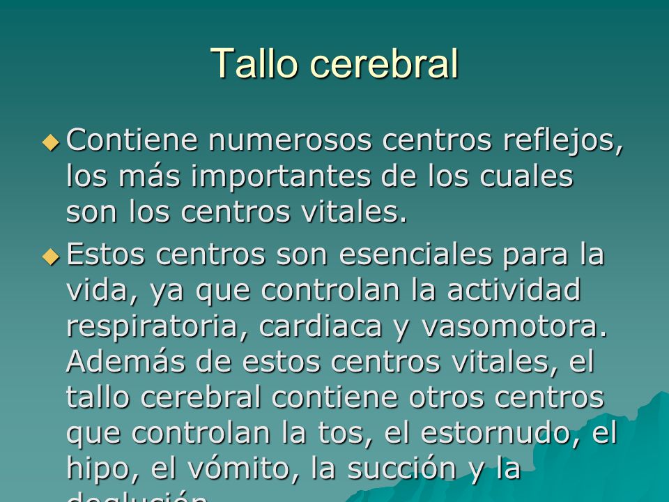 Tallo cerebral Contiene numerosos centros reflejos, los más importantes de los cuales son los centros vitales.