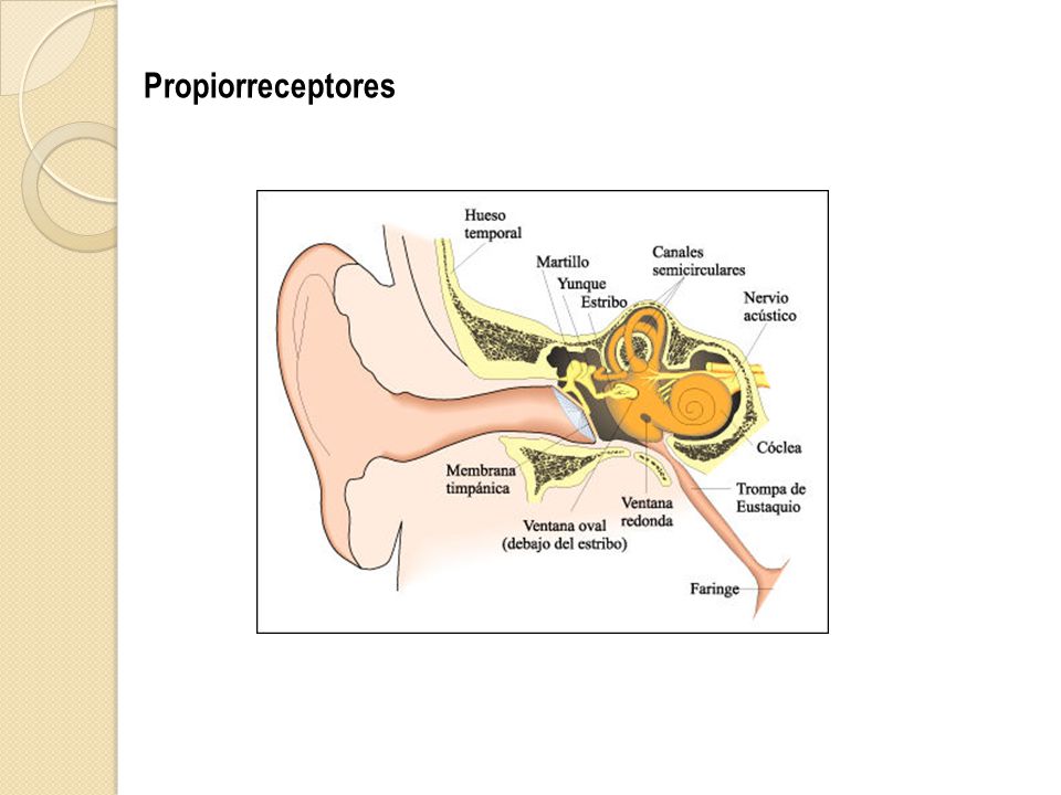 Propiorreceptores nacha