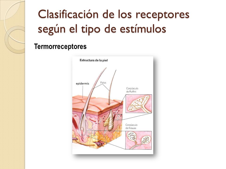 Clasificación de los receptores según el tipo de estímulos