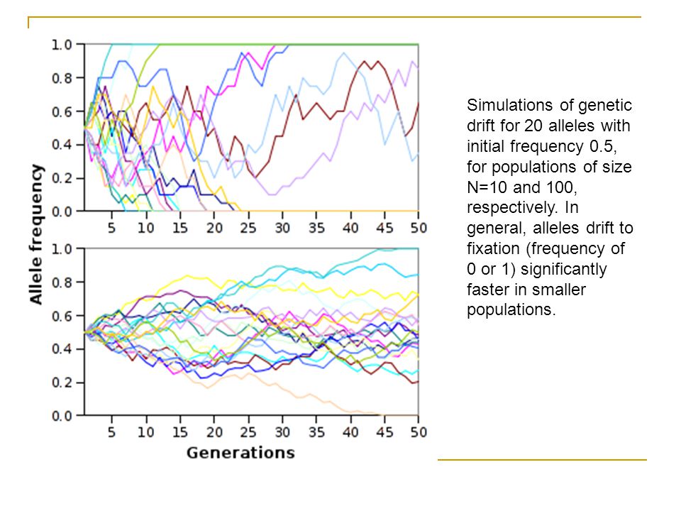 Simulations of genetic drift for 20 alleles with initial frequency 0