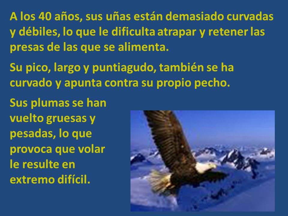 A los 40 años, sus uñas están demasiado curvadas y débiles, lo que le dificulta atrapar y retener las presas de las que se alimenta.