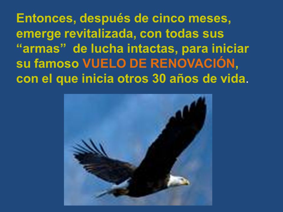 Entonces, después de cinco meses, emerge revitalizada, con todas sus armas de lucha intactas, para iniciar su famoso VUELO DE RENOVACIÓN, con el que inicia otros 30 años de vida.