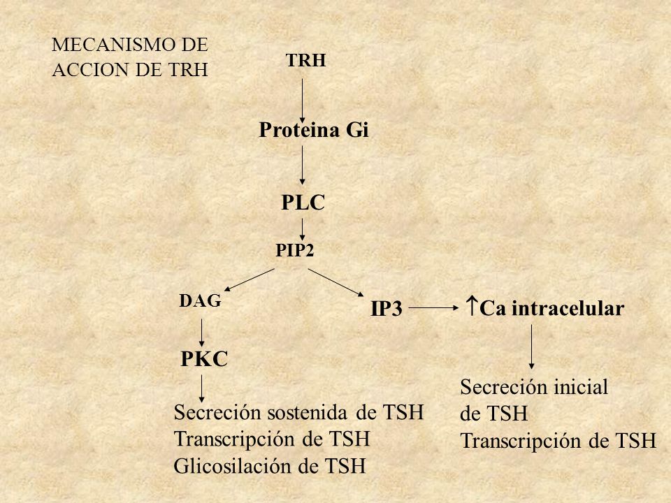 Secreción sostenida de TSH Transcripción de TSH Glicosilación de TSH