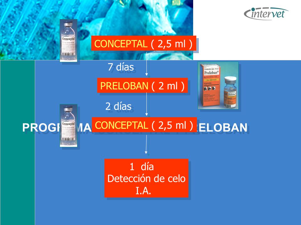 PROGRAMA CONCEPTAL Y PRELOBAN