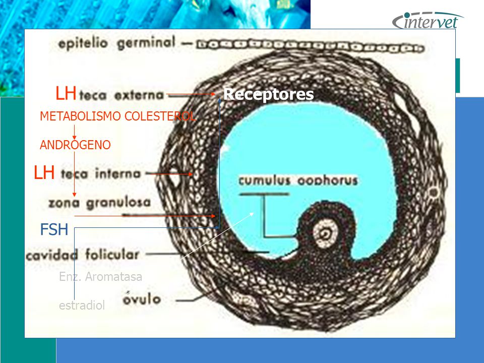 LH LH Receptores FSH METABOLISMO COLESTEROL ANDROGENO Enz. Aromatasa