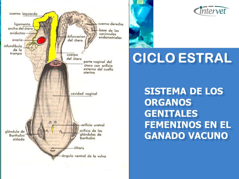 CICLO ESTRAL SISTEMA DE LOS ORGANOS GENITALES FEMENINOS EN EL